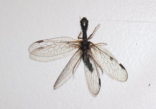 Phaeostigma sp.